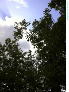 Trees clouds sky